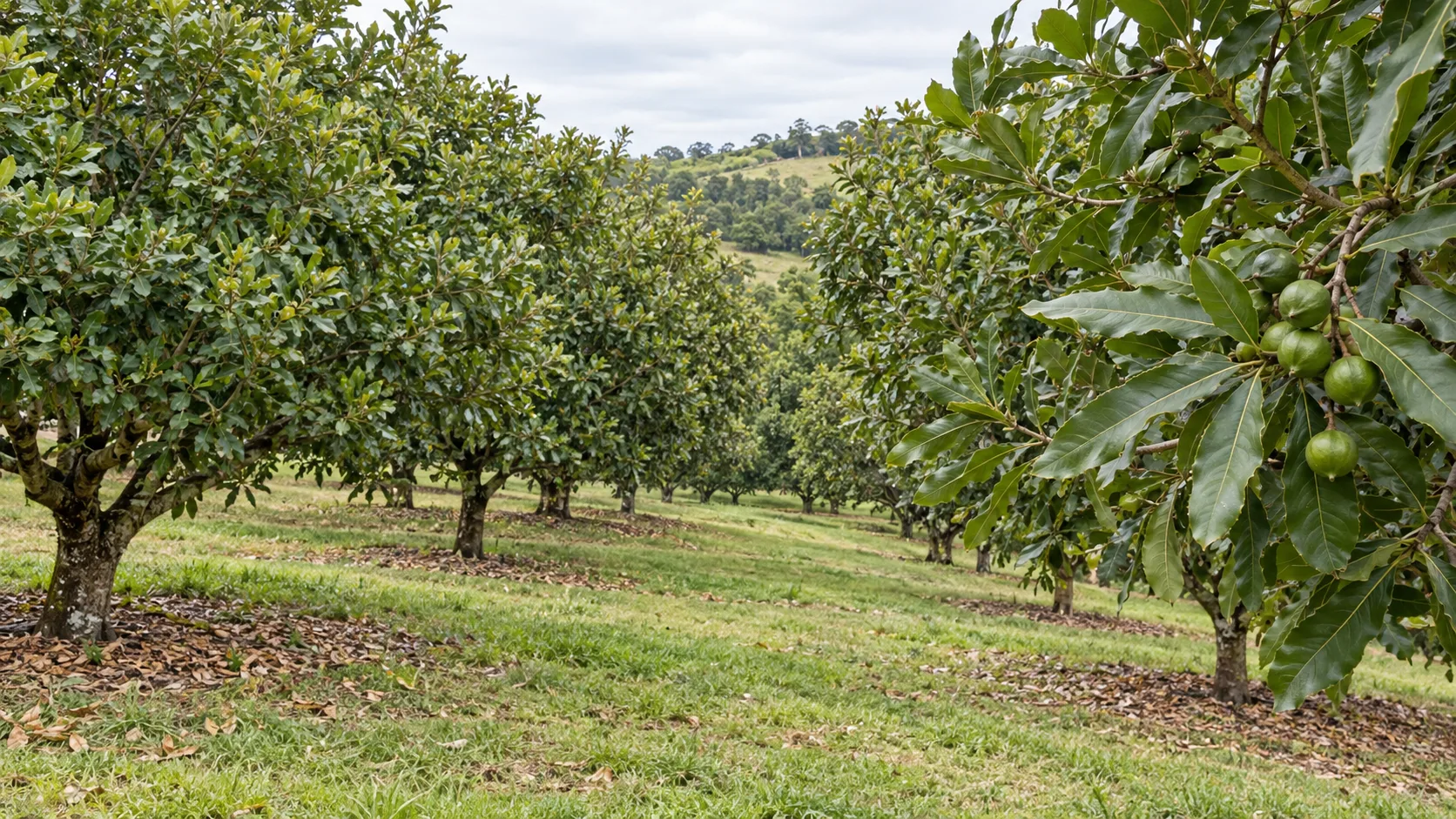 Ilustración conceptual de un huerto de macadamia; no representa una finca identificada